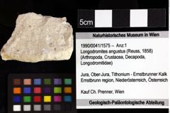 Foto (Objket + Etiketten) von Galatheites zitteli (Moericke, 1889) 